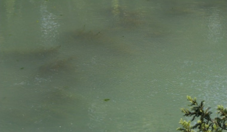 Nikon Z8 photo at 100%, original